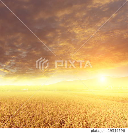 Sunbeam and the golden paddy farm 19554596