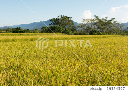 Golden rice farm 19554597