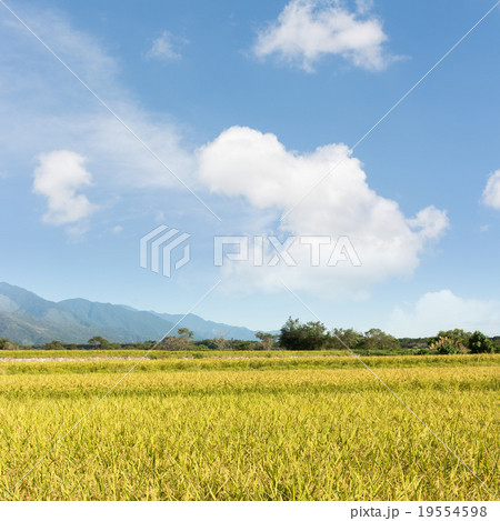 Paddy farm and sky 19554598