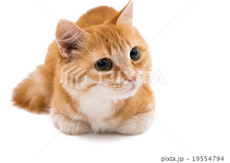 red cat red cat 19554794