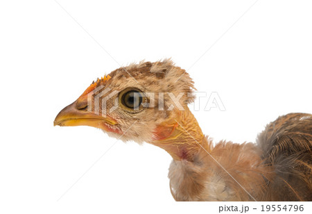 Chicken 19554796