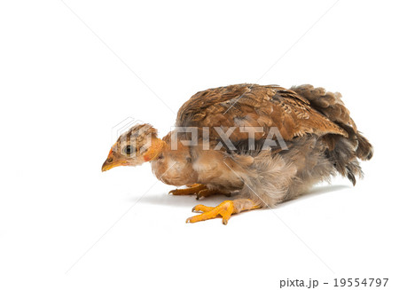 Chicken 19554797