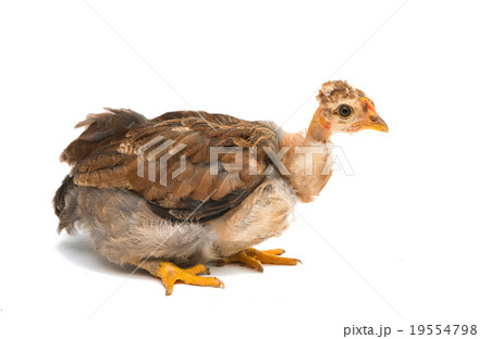 Chicken 19554798