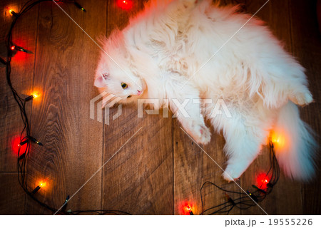 sweet white cat sweet white cat 19555226