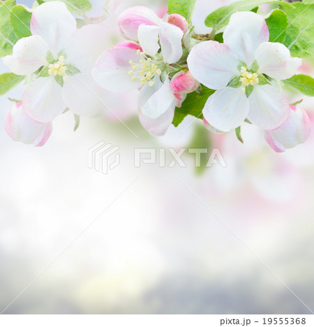 Apple tree blossom Apple tree blossom 19555368