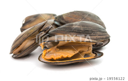 mussels mussels 19556122