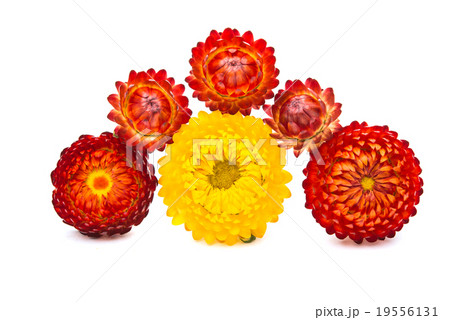Dry autumn flowers Dry autumn flowers 19556131