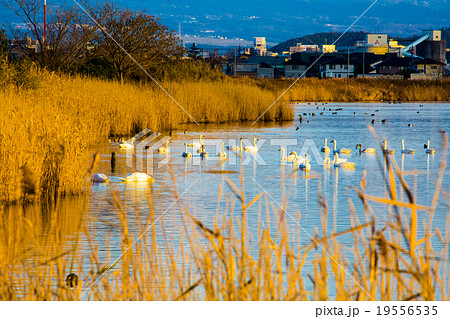 米子水鳥公園 19556535