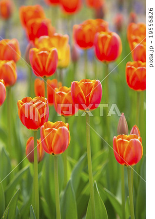 チューリップ チューリップ 19556826