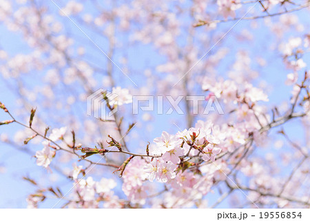 桜(枝先 ハイキー) 桜(枝先 ハイキー) 19556854