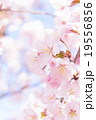 桜（ふんわり） 19556856
