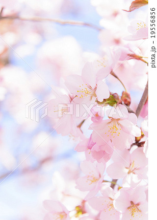 桜(ふんわり) 桜(ふんわり) 19556856