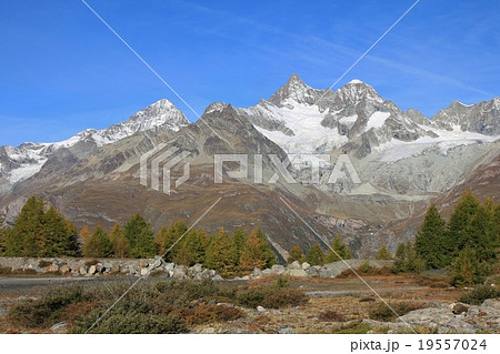 Mt Weisshorn and yellow larchs 19557024