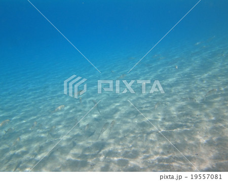 光り輝く海底をひっそり泳ぐ白い魚たち in クック諸島 光り輝く海底をひっそり泳ぐ白い魚たち in クック諸島 19557081