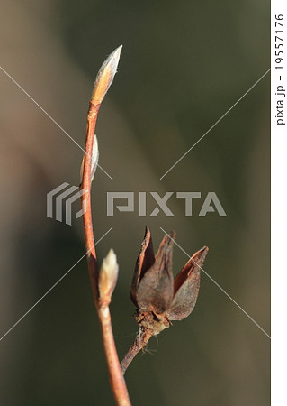 自然　植物　ナツツバキ、冬芽と蕾のような姿の果実。果実は種が飛んだ後も長く枝にとどまっています② 19557176