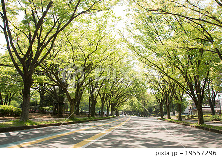 新緑の駒沢公園 新緑の駒沢公園 19557296