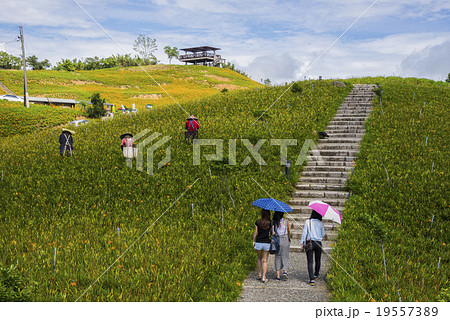 ニッコウキスゲ キスゲ デイリリー 19557389