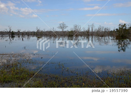 カンボジア アンコール遺跡 アンコール・ワット 19557390
