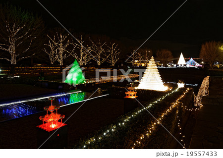 国立昭和記念公園のクリスマスイルミネーション 国立昭和記念公園のクリスマスイルミネーション 19557433