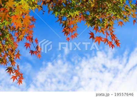 旧古河庭園のモミジの紅葉 旧古河庭園のモミジの紅葉 19557646