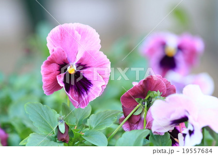 パンジーの花 パンジーの花 19557684