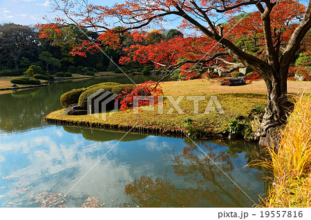 六義園の紅葉と湖面に映える景観 19557816