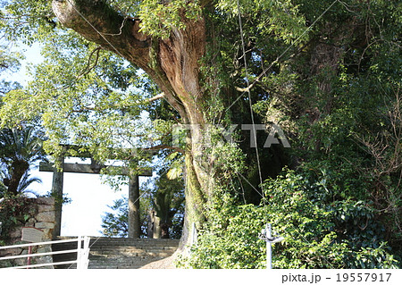 大クスの写真 19557917