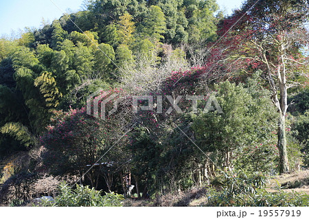 ツバキの花の写真 ツバキの花の写真 19557919