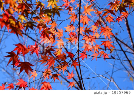 祝子川の紅葉と大崩山 祝子川の紅葉と大崩山 19557969