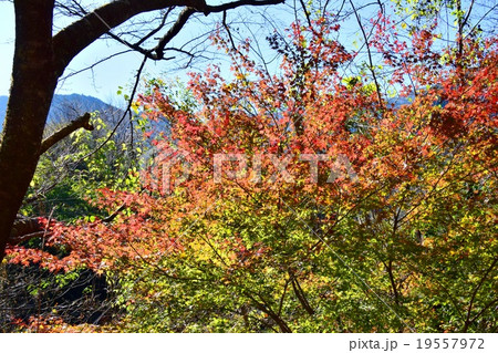 祝子川の紅葉と大崩山 祝子川の紅葉と大崩山 19557972