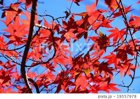 祝子川の紅葉と大崩山 祝子川の紅葉と大崩山 19557978