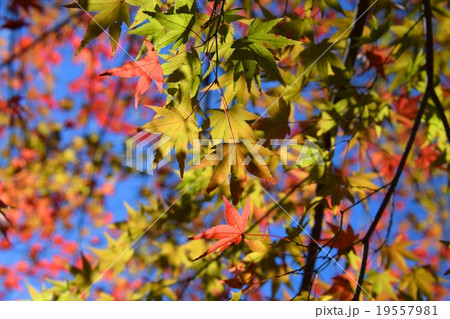 祝子川の紅葉と大崩山 祝子川の紅葉と大崩山 19557981