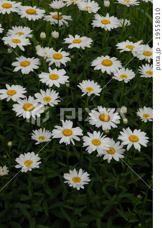 シャスターデージー 19558010