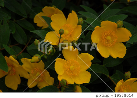 ヒペリカム‘ヒドコート’ 19558014