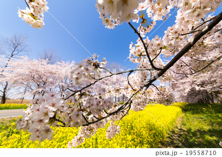 桜と菜の花ロード晴天の青空と春爛漫満開のさくらと黄色いじゅうたん菜の花の綺麗なコントラストの写真素材