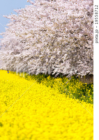 秋田県大潟村 桜と菜の花ロード春爛漫満開のさくらと黄色いじゅうたん菜の花の綺麗なコントラストの写真素材