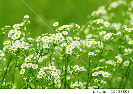 ヒメジョオン 19558808