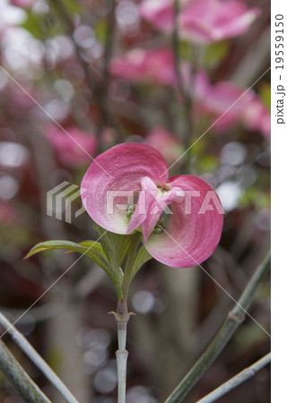 ハナミズキ ハナミズキ 19559150