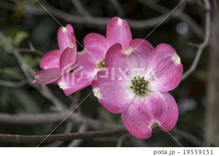 ハナミズキ 19559151