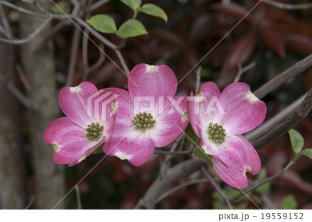 ハナミズキ ハナミズキ 19559152