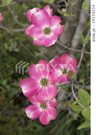 ハナミズキ 19559154