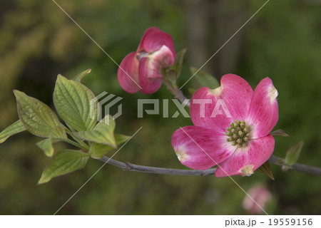 ハナミズキ ハナミズキ 19559156