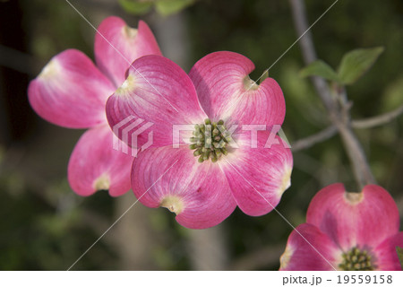 ハナミズキ 19559158