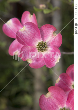 ハナミズキ 19559159