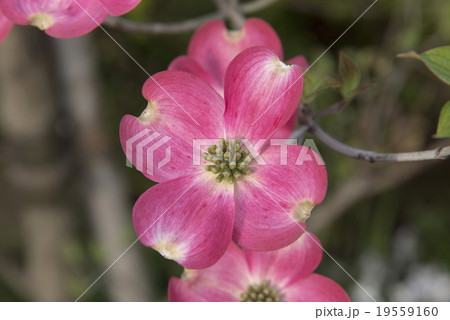 ハナミズキ ハナミズキ 19559160