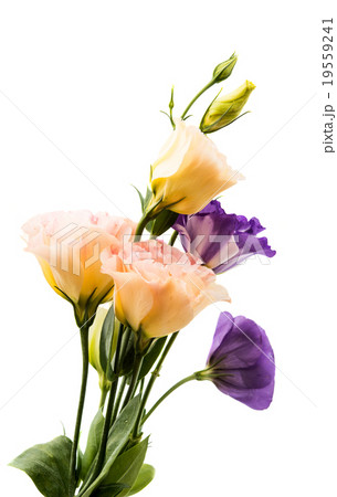 eustoma flower eustoma flower 19559241