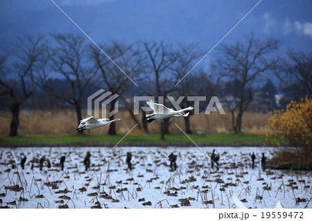瓢湖のハクチョウ 瓢湖のハクチョウ 19559472