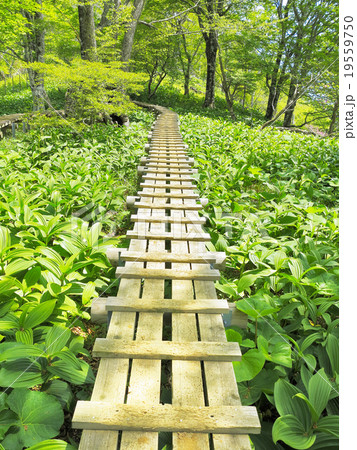 西丹沢の木道とバイケイソウ 西丹沢の木道とバイケイソウ 19559750