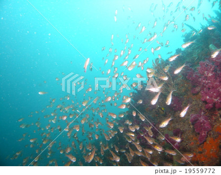 東伊豆・宇佐美のネンブツダイの群れ 19559772