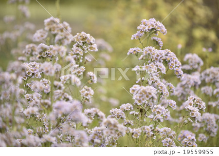 シオンの花 シオンの花 19559955
